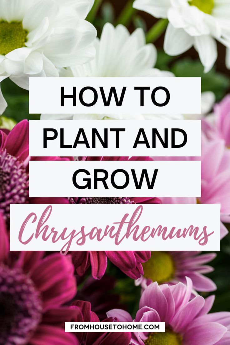 purple and white flowers with the words how to plant and grow chrysanthems