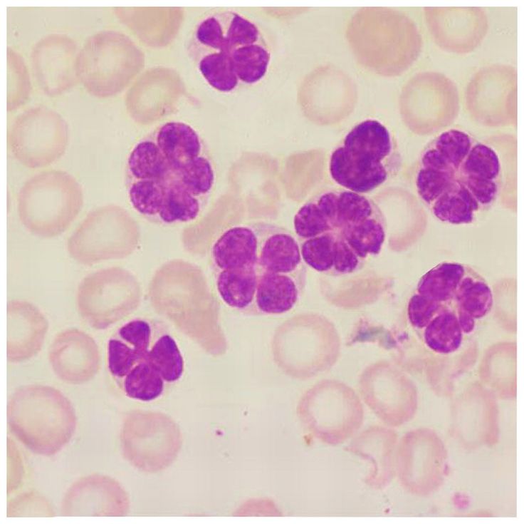 an animal cell with small purple flowers on it's side and pink dots in the middle