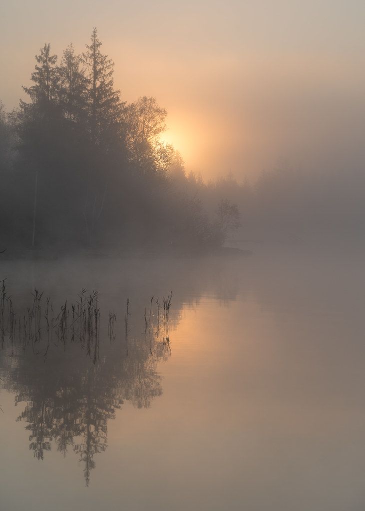 the sun is shining through the foggy trees on the water's edge as it reflects in the still water