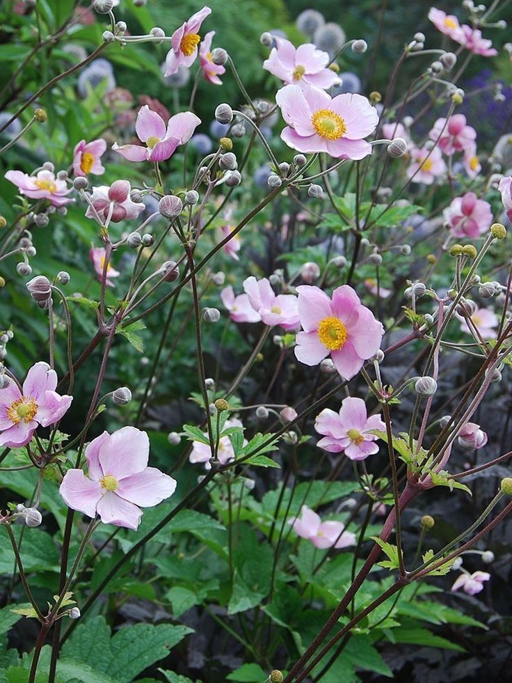 pink flowers are blooming in the garden