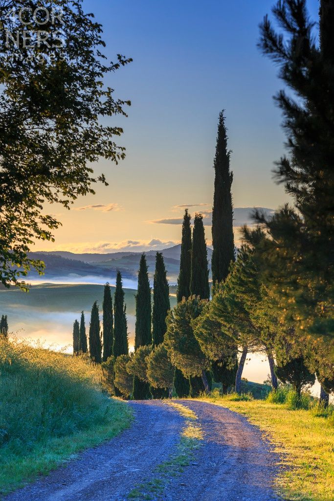 a dirt road with trees and grass on both sides leading to the water at sunset