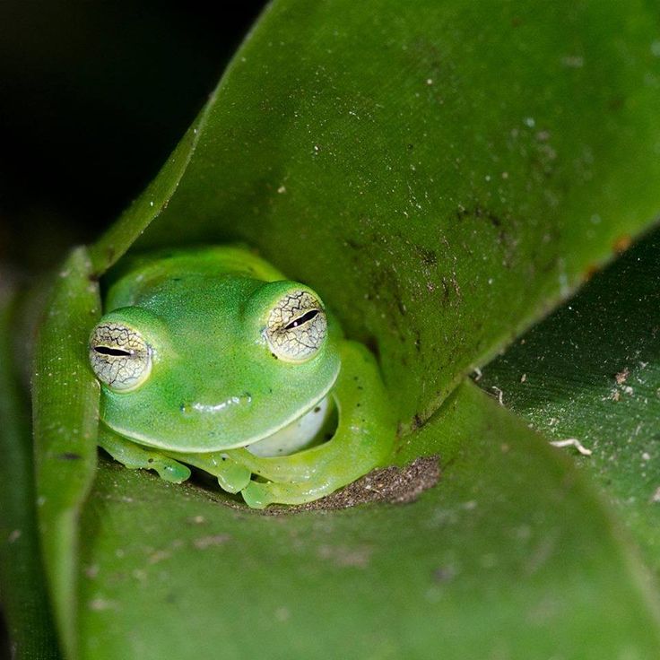 a small green frog sitting on top of a leaf