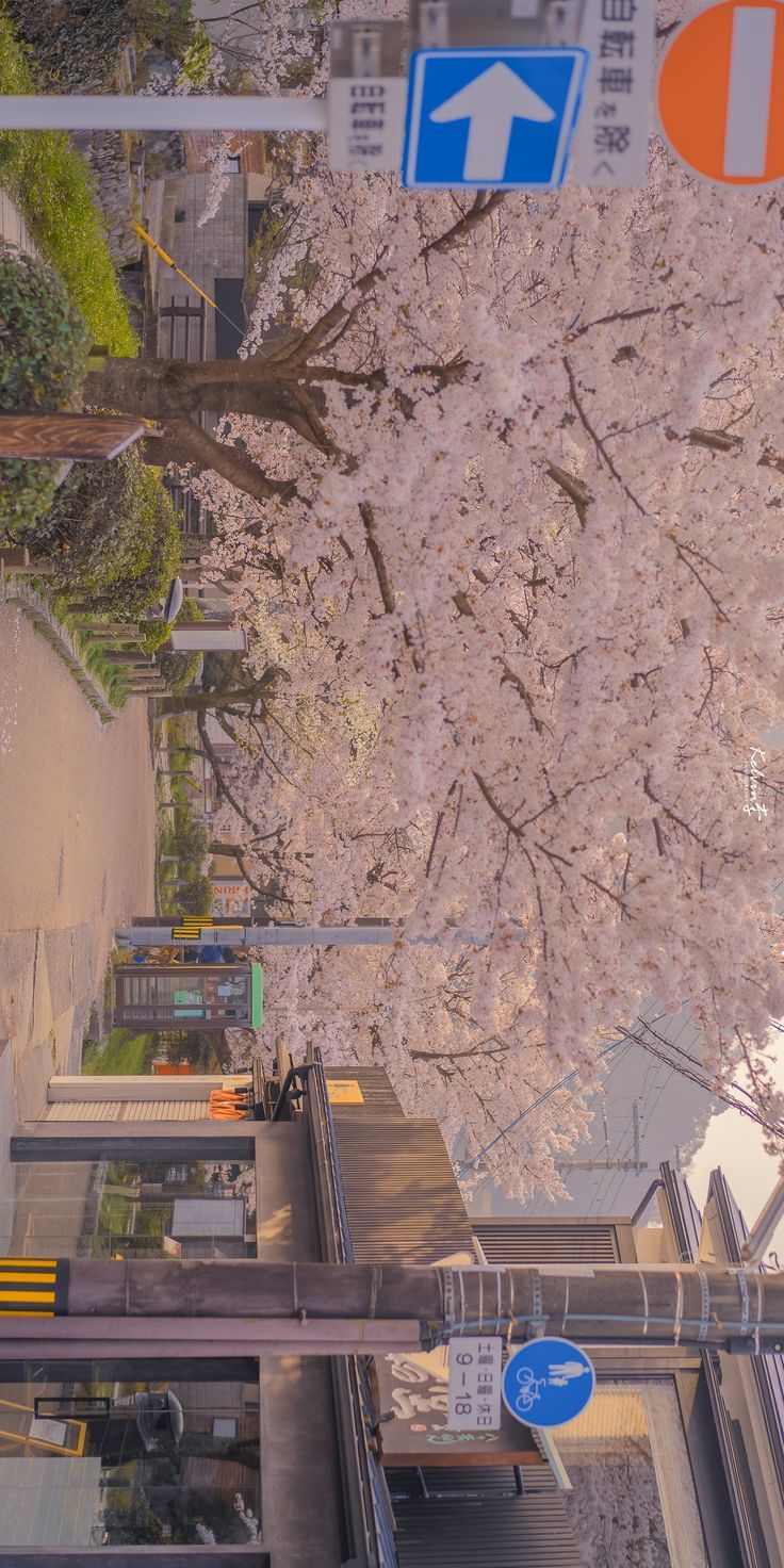 an overhead view of a street with cherry blossom trees in the foreground and traffic signs on either side