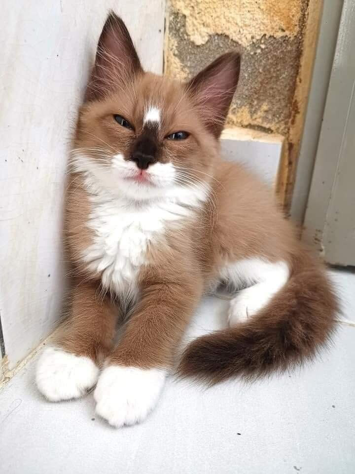 a small brown and white cat laying on the ground next to a door with it's eyes closed