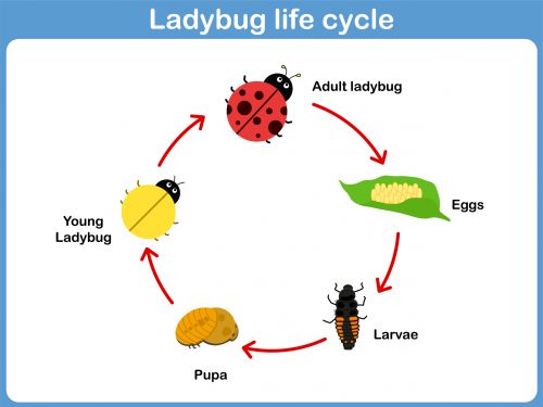 the ladybug life cycle is shown in this diagram, with four different stages