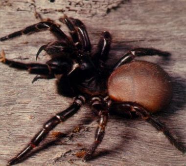 a large brown spider sitting on top of a wooden table