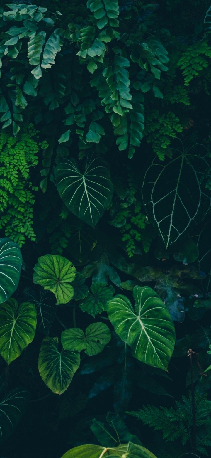 green plants and leaves are growing on the wall