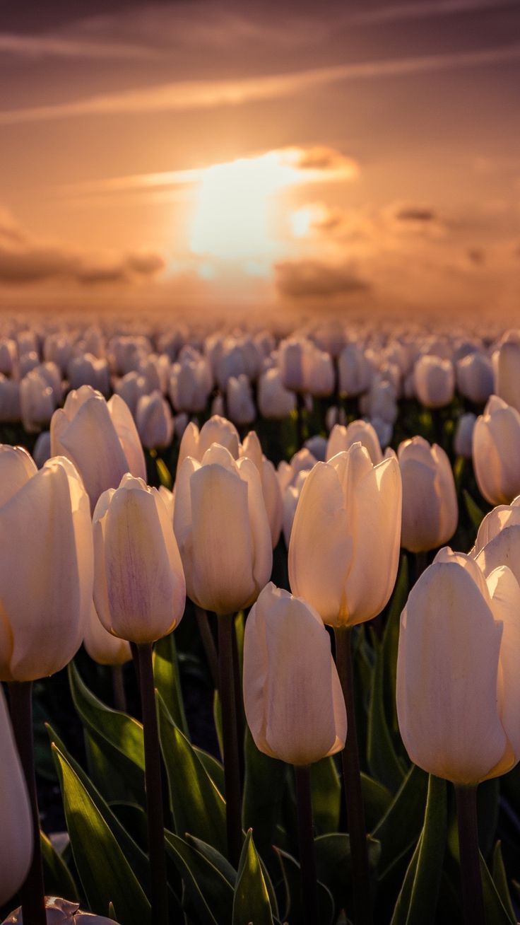 white tulips are blooming in a field at sunset with the sun setting behind them