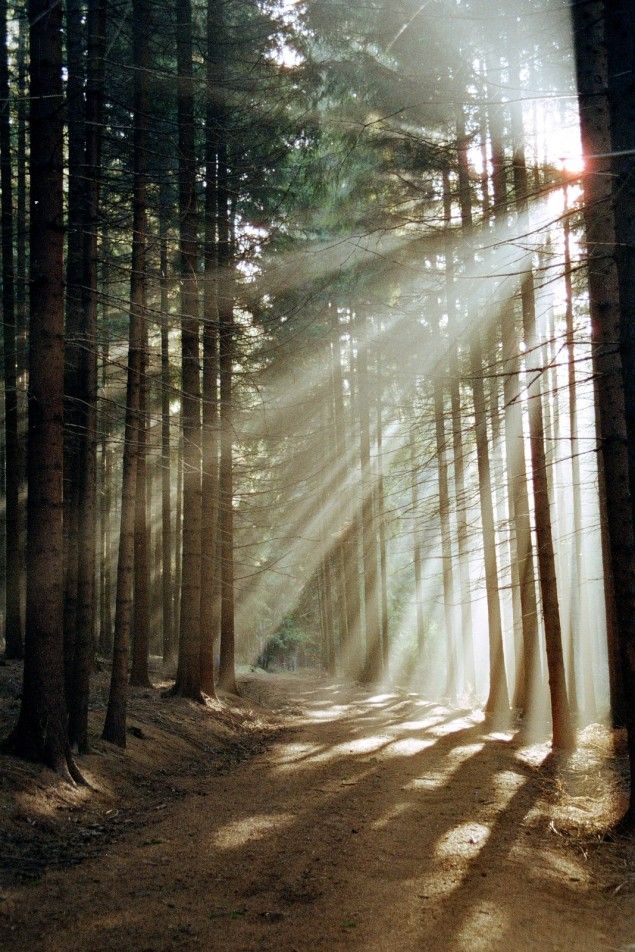 sunbeams shine through the trees on a dirt road in the middle of a forest