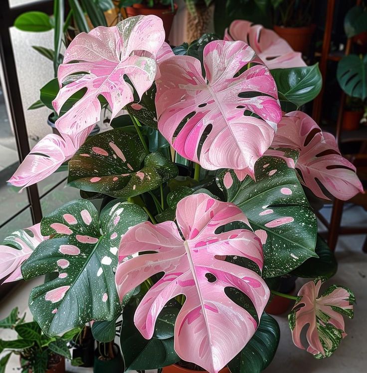 a potted plant with pink and green leaves