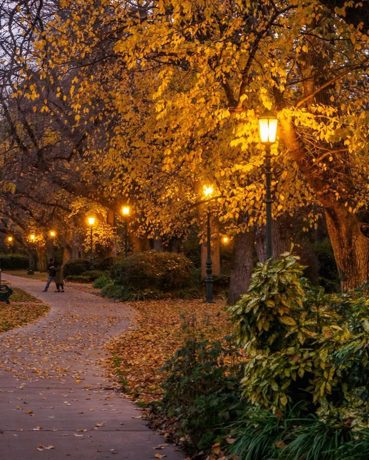 a path in a park with trees and lights