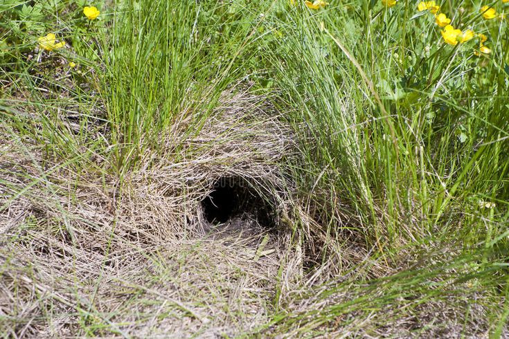 a small hole in the grass that is filled with weeds and yellow flowers on either side