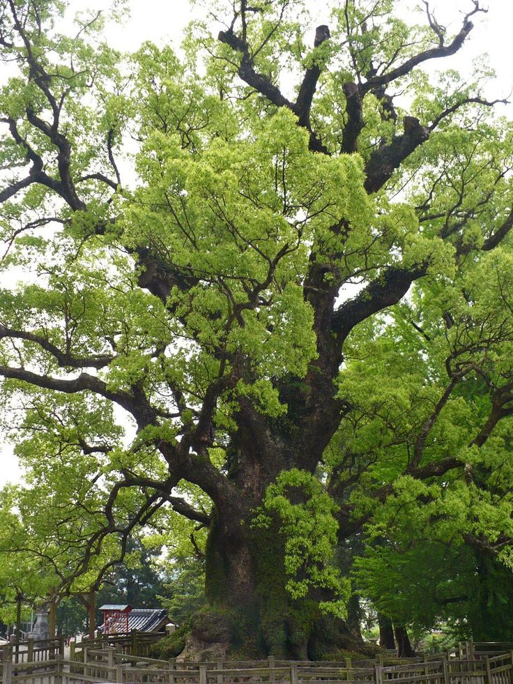 a large tree in the middle of a park with lots of green leaves on it