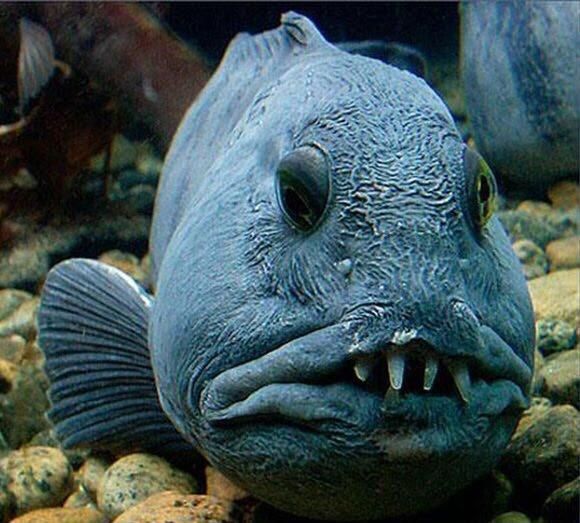 a close up of a fish on some rocks