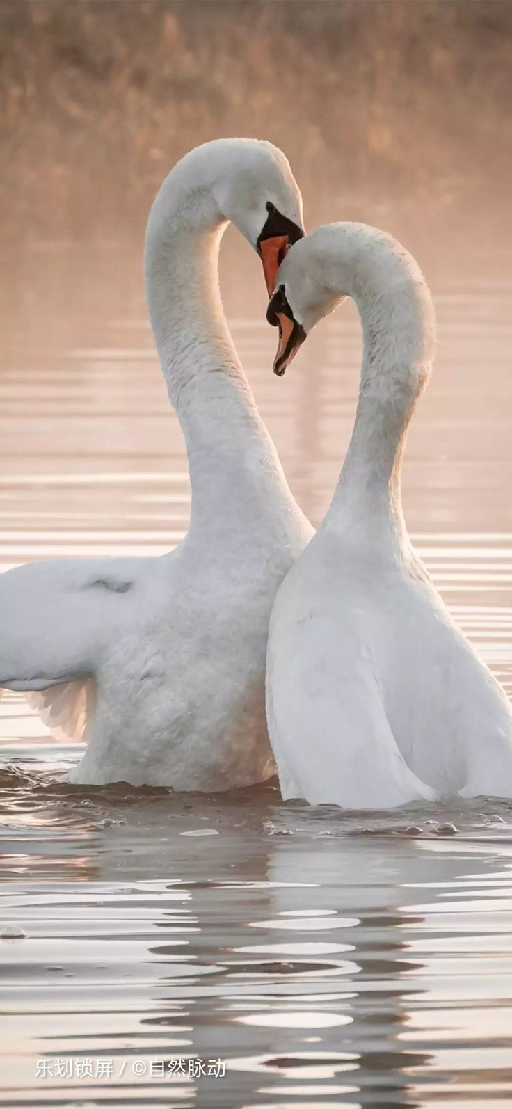 two white swans swimming in the water with their heads touching each other's necks