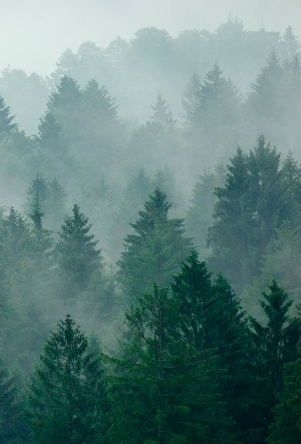 the trees are very tall and green in the mountainside area, with some clouds above them