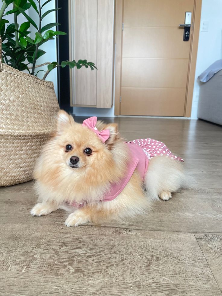 a small dog wearing a pink and white polka dot dress sitting on the floor next to a basket