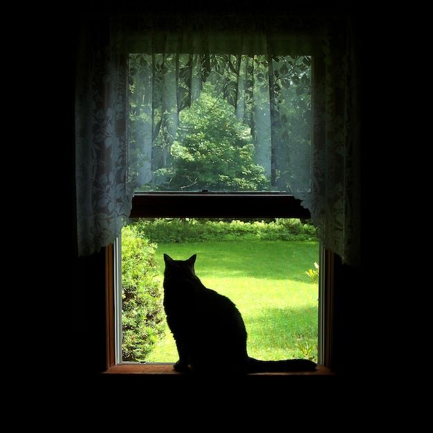 a black cat sitting on top of a window sill next to a lush green field