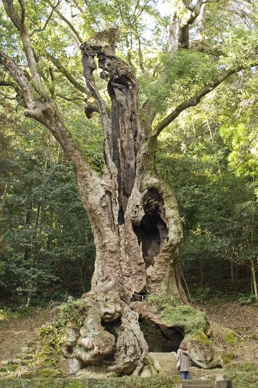 a person standing next to a large tree in the middle of a forest with lots of trees around it