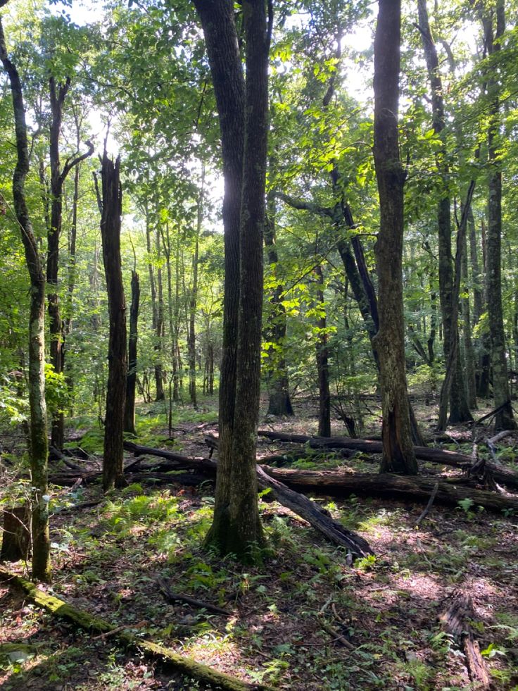 the woods are full of trees and fallen branches