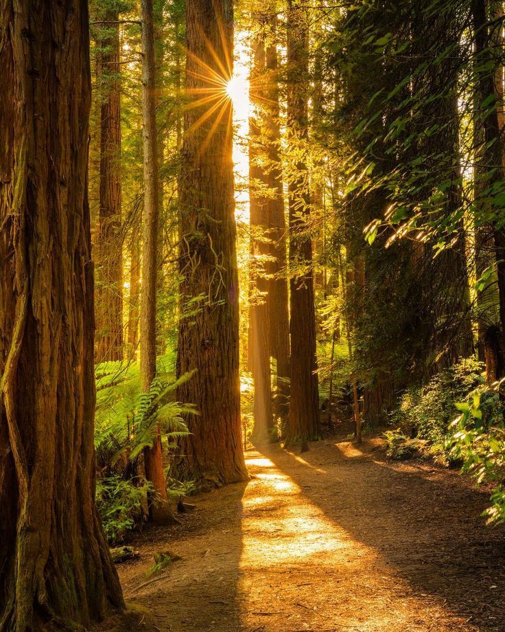 the sun shines through the trees on a path in a forest with many tall trees