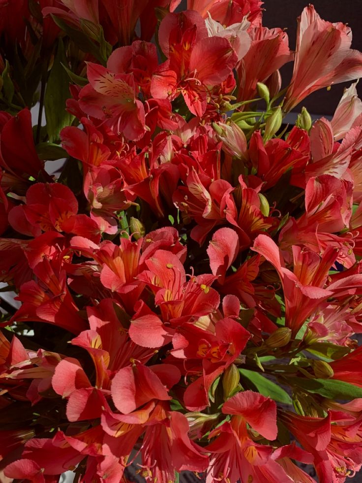 a vase filled with red flowers on top of a table