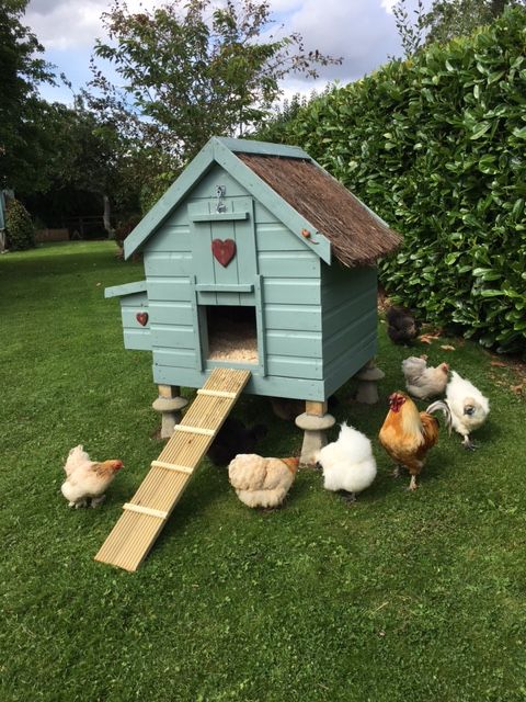 several chickens are standing in the grass near a blue chicken coop with a ramp leading up to it