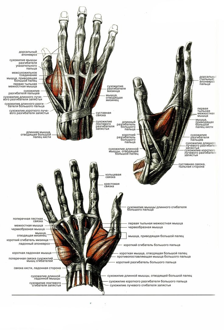 three views of the hands and wrist muscles, from an atlas diagram by john wyborn