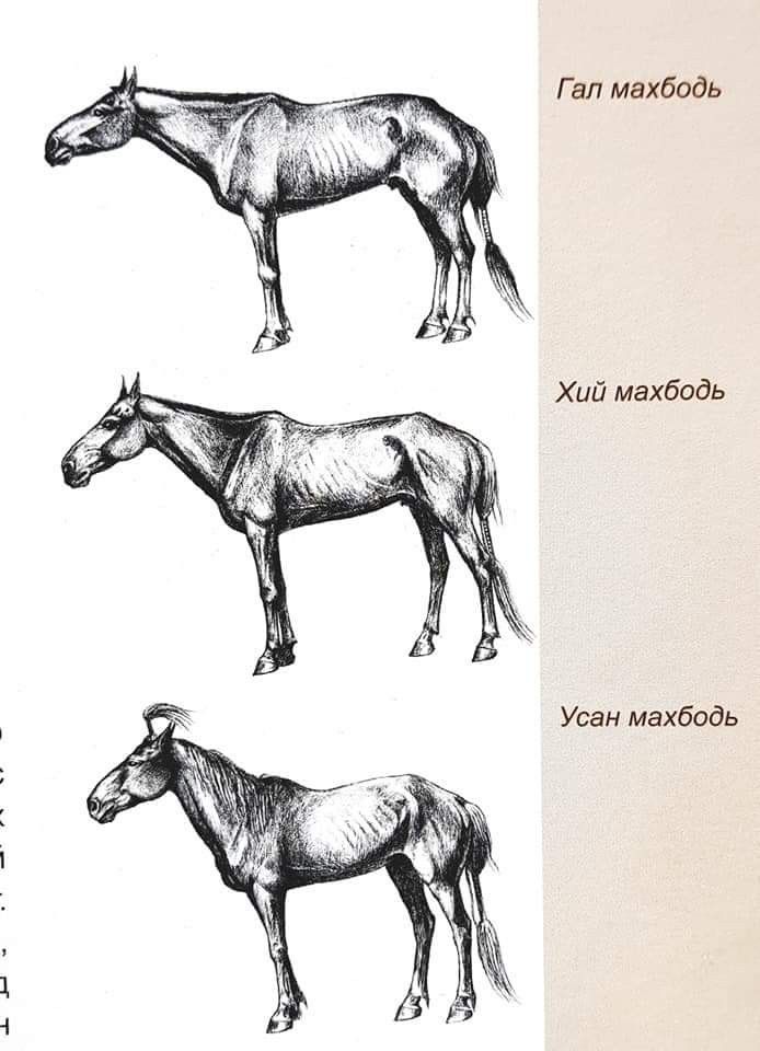 three drawings of horses standing next to each other