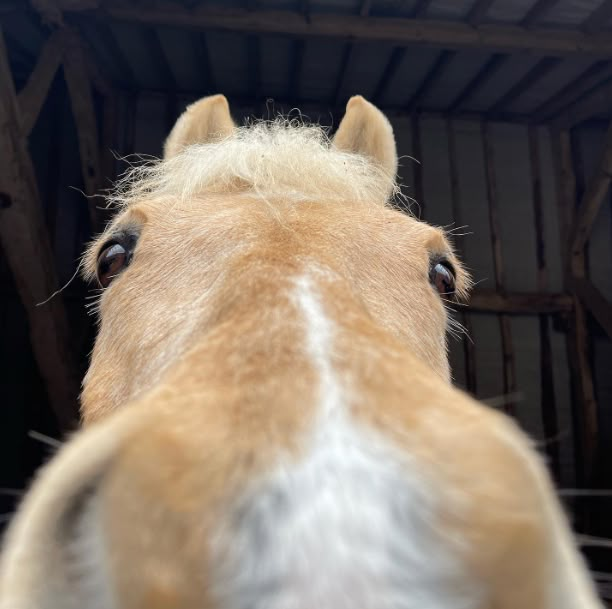 a close up view of a horse's face in the barn looking straight ahead