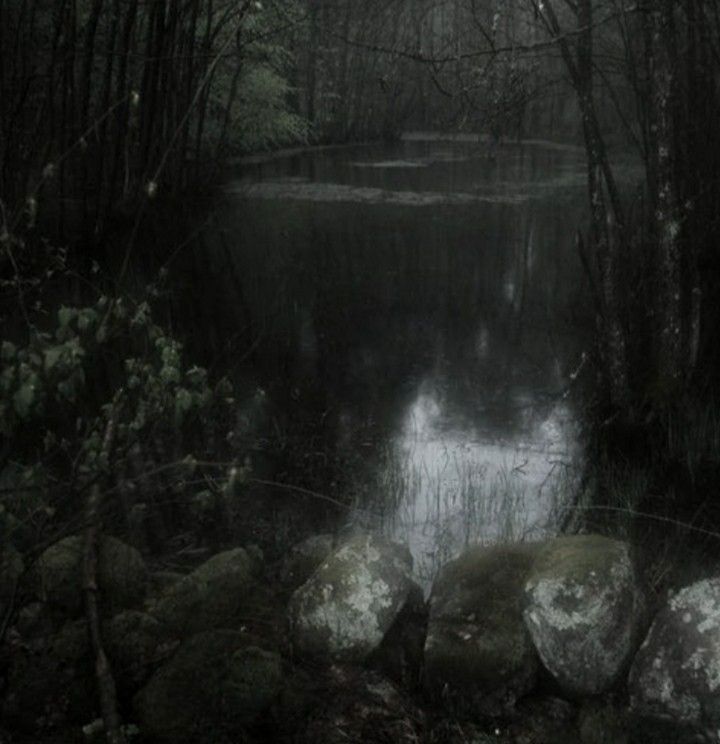 a dark forest with rocks and water in the foreground