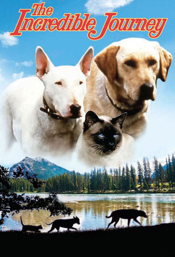 the incredible journey movie poster with two dogs and cats in front of a mountain lake