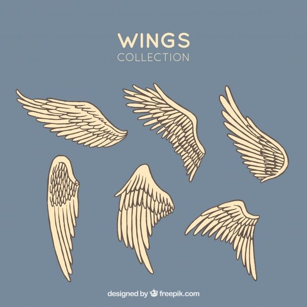 wings collection with different shapes and sizes