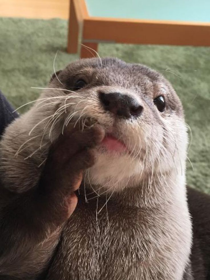 an otter is sitting on someone's lap with its paw up to the camera