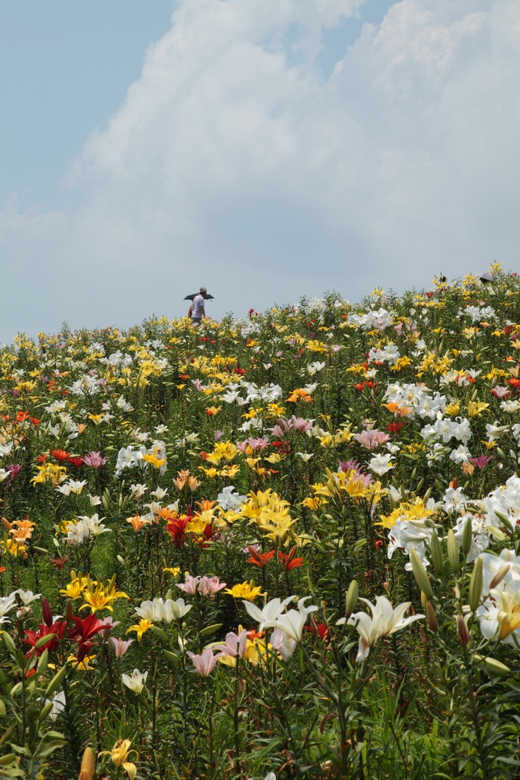 a man standing on top of a lush green hillside covered in lots of colorful flowers