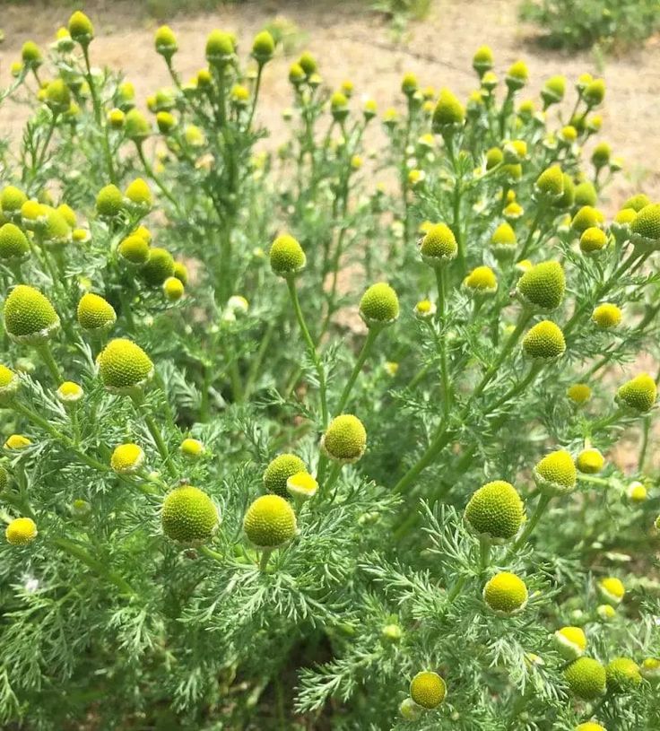 some very pretty green plants with yellow flowers