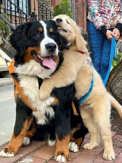 two dogs that are sitting next to each other