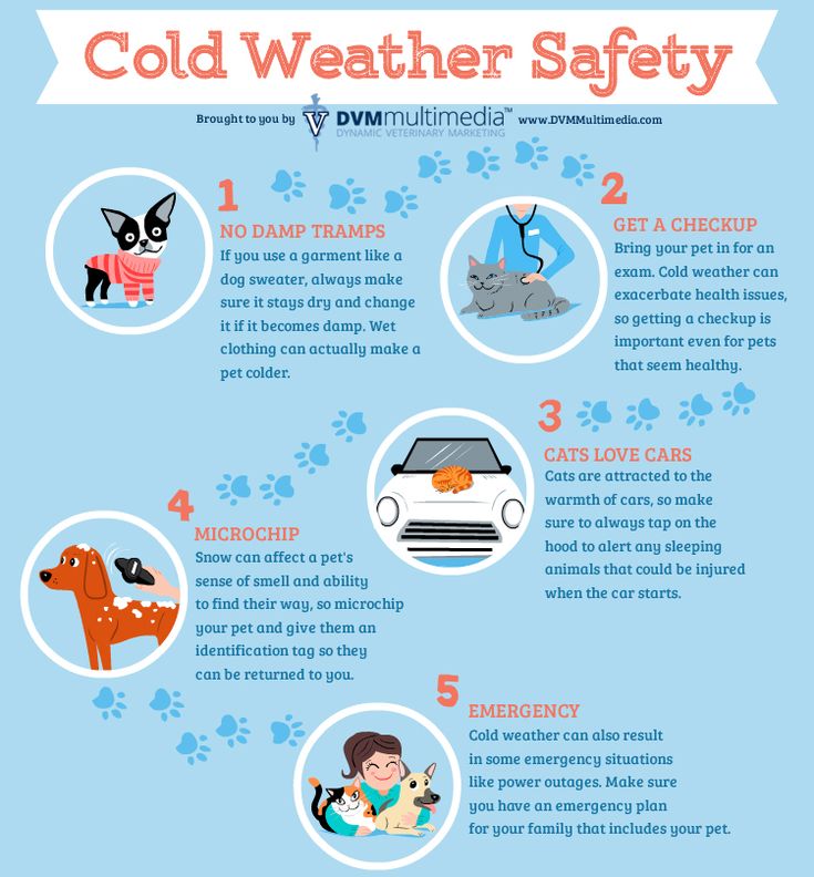 a poster with instructions on how to use cold weather safety for dogs and cats in the winter