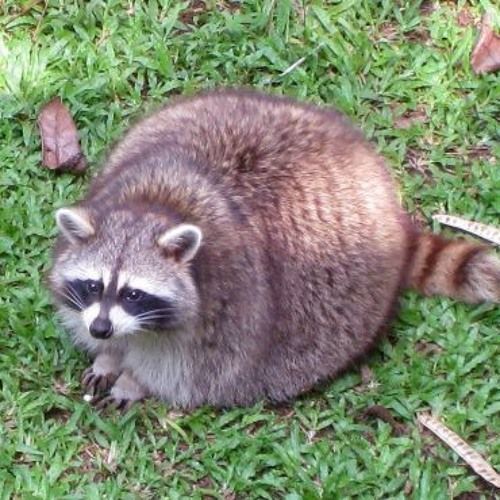 a raccoon is sitting in the grass looking up