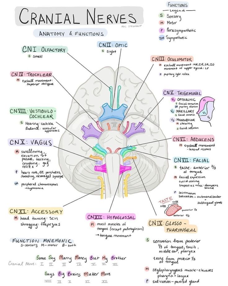 the anatomy of the human brain with labels on each side and description of its functions