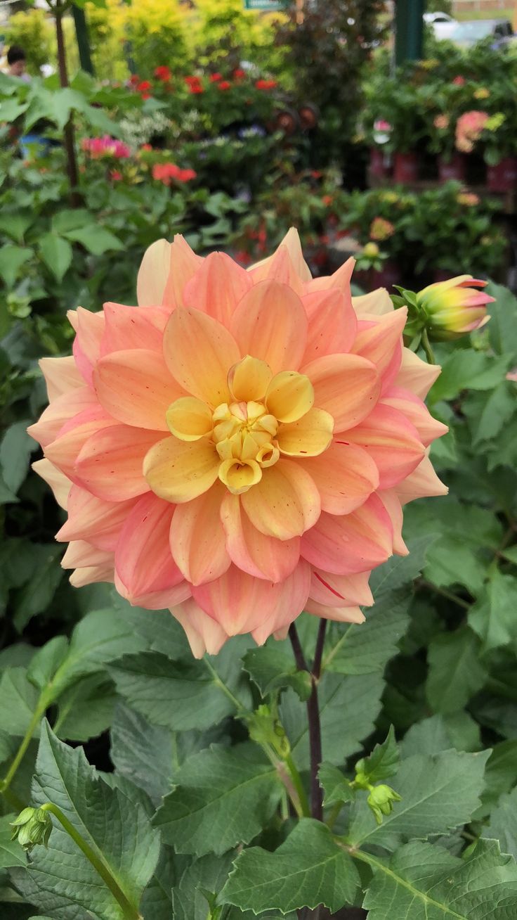 an orange and yellow flower in a garden