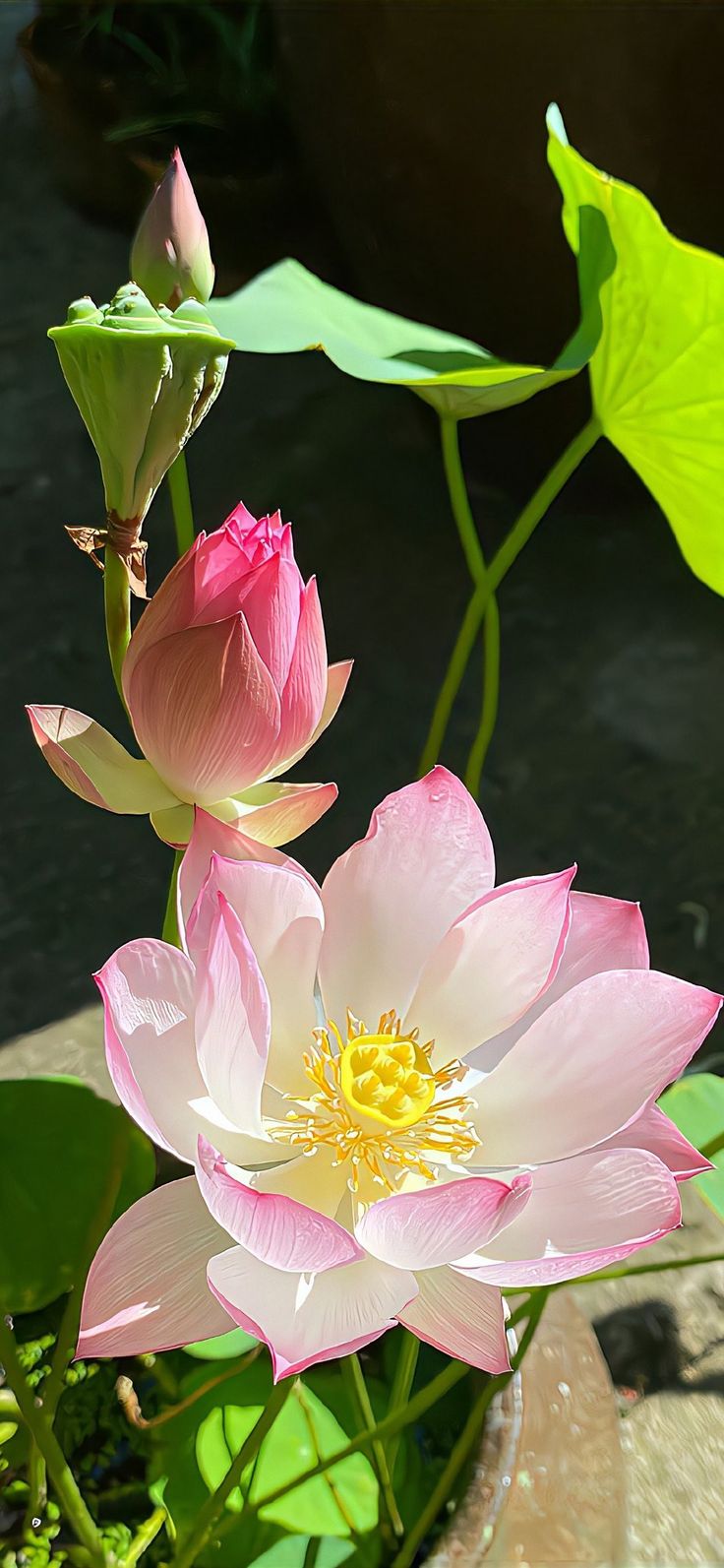 two pink and white water lilies with green leaves in the backgroup