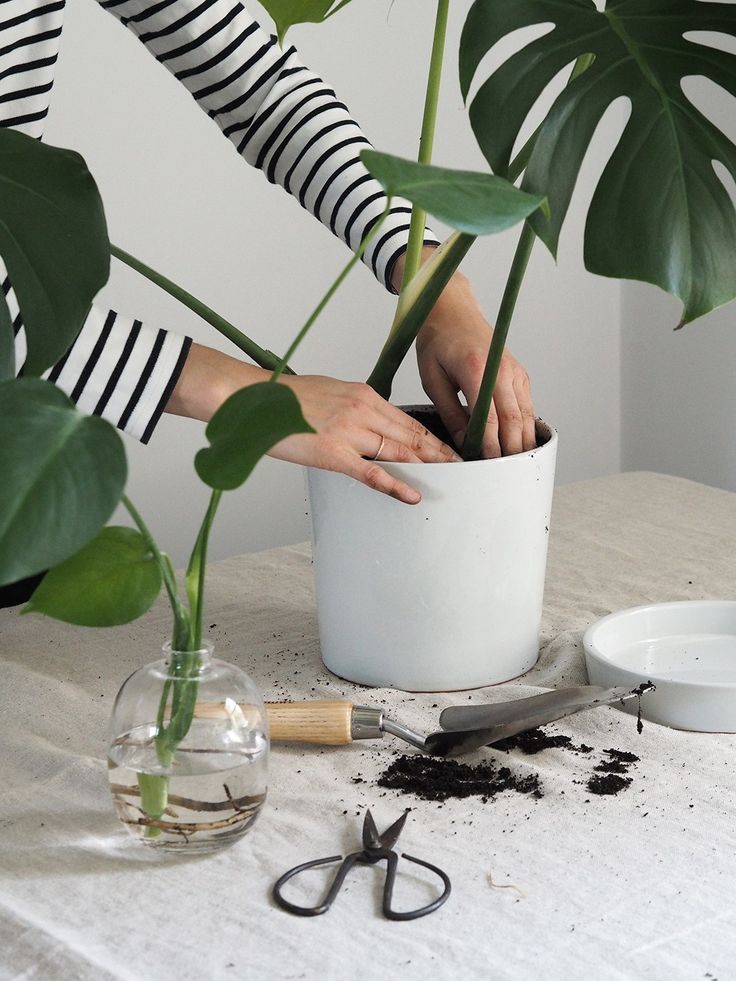 Indoor Tropical Plants, Terracotta Plant Pots, Cheese Plant, Indoor Plant Care, Interior Plants, Monstera Plant, House Plants Decor, Monstera Deliciosa, Mother Plant