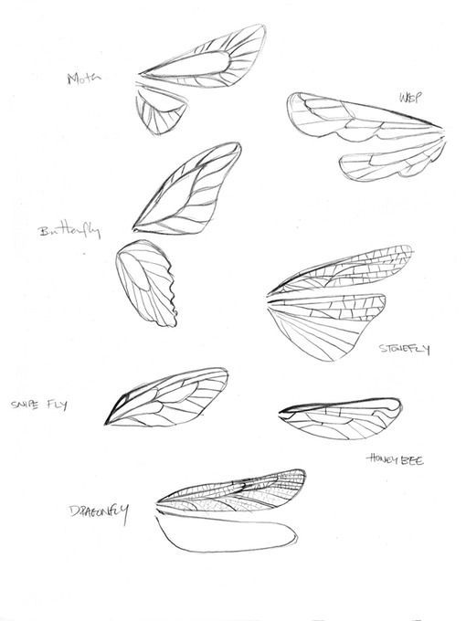 some drawings of different types of wings