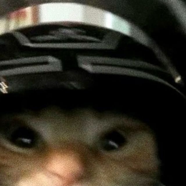 a close up of a cat wearing a helmet and looking at the camera with its eyes wide open