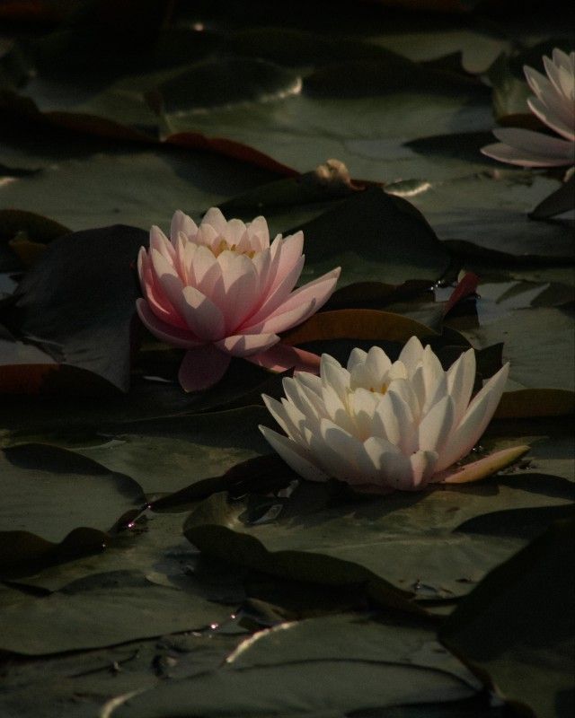 two pink water lilies floating on top of green leaves