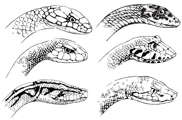 four different types of snakes in black and white stock photo, images and royalty illustrations