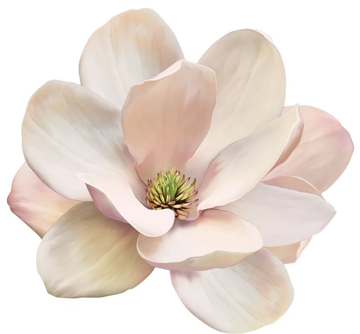 a white and pink flower on a white background with clipping path to the center