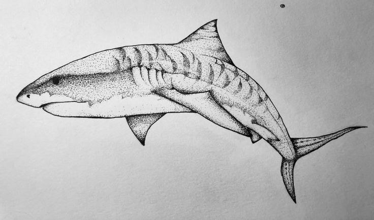 a drawing of a shark with sharp teeth