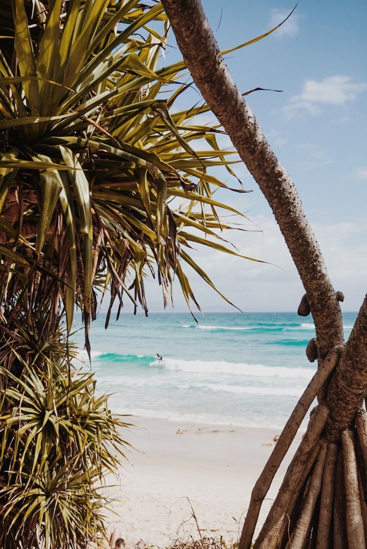 a palm tree next to the beach with people in the water and one person swimming